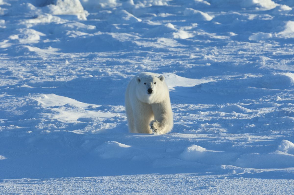 Polar Bear in the snow.